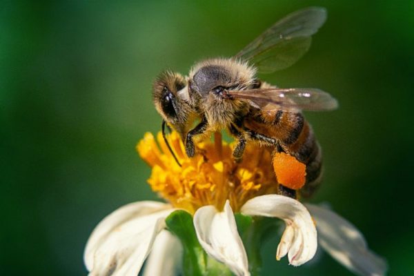 honey bee sting
